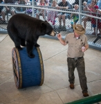 Bear show at Clark's Trading Post in Lincoln, NH