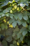 Hops in Convent Garden in Rothenburg