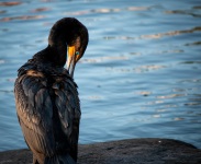 Cormorant in Camden, Maine