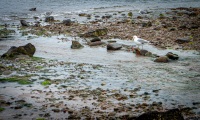 At Seal Harbor in Acadia National Park