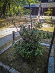 At Shofukiji Shrine in Fukuoka