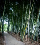 Bamboo Grove at Shukkeien Garden in Hiroshima