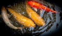 Koi at Shukkeien Garden in Hiroshima