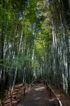 Bamboo Forest at Kodaiji Temple in Kyoto