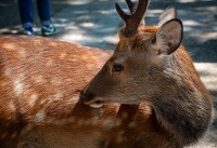 Deer in Nara