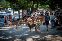 Deer in Nara