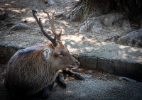 Deer in Nara