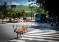 Deer in Nara