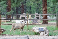 Mule Deer