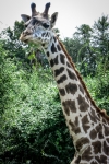 On the Kilimanjaro Safari at Animal Kingdom