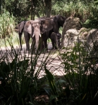 On the Kilimanjaro Safari at Animal Kingdom