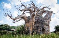 On the Kilimanjaro Safari at Animal Kingdom