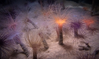 At the Monterey Bay Aquarium