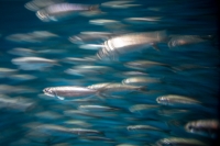 At the Monterey Bay Aquarium