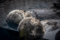 Sea Otters at the Monterey Bay Aquarium