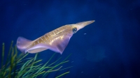 Bigfin Reef Squid at the Monterey Bay Aquarium