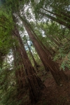 At Muir Woods National Monument