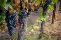 Vineyard at V. Sattui Windery in St. Helena, California