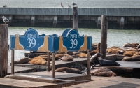 Sea lions at Pier 39 in San Francisco