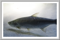 Tarpon