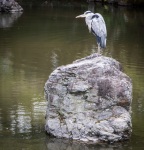 Heron at Maruyama-koen Garden in Kyoto