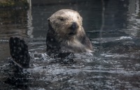 Sea Otter at the Monterey Bay Aquarium