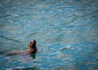 Steller Sea Lion near Hubbard Glacier