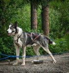 At Sled Dog Kennels in Denali National Park