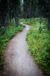 Hiking the Horseshoe Lake Trail in Denali National Park