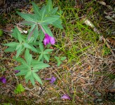 Hiking the Horseshoe Lake Trail in Denali National Park