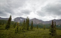 On the Tundra Wilderness Tour in Denali National Park