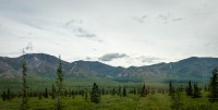 On the Tundra Wilderness Tour in Denali National Park