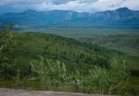 On the Tundra Wilderness Tour in Denali National Park