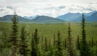 On the Tundra Wilderness Tour in Denali National Park