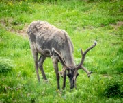 Caribou on the Tundra Wilderness Tour in Denali National Park