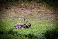 Caribou on the Tundra Wilderness Tour in Denali National Park