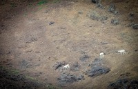 Dall Sheep on the Tundra Wilderness Tour in Denali National Park