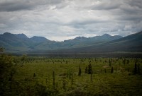 On the Tundra Wilderness Tour in Denali National Park