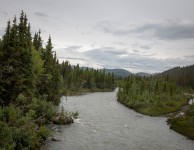 On the Tundra Wilderness Tour in Denali National Park