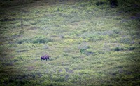 Moose on the Tundra Wilderness Tour in Denali National Park