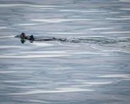 Sea otter in Glacier Bay National Park