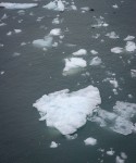 In Glacier Bay National Park