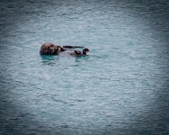 Sea otters in Glacier Bay National Park