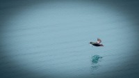 In Glacier Bay National Park