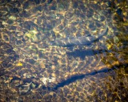 Salmon in Ketchikan