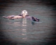 Sea Otters in Kenai Fjords National Park