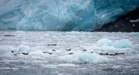 Aiakli Glacier in Kenai Fjords National Park