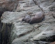 Steller Sea Lion in Kenai Fjords National Park