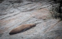 Steller Sea Lion in Kenai Fjords National Park