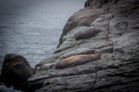 In Kenai Fjords National Park